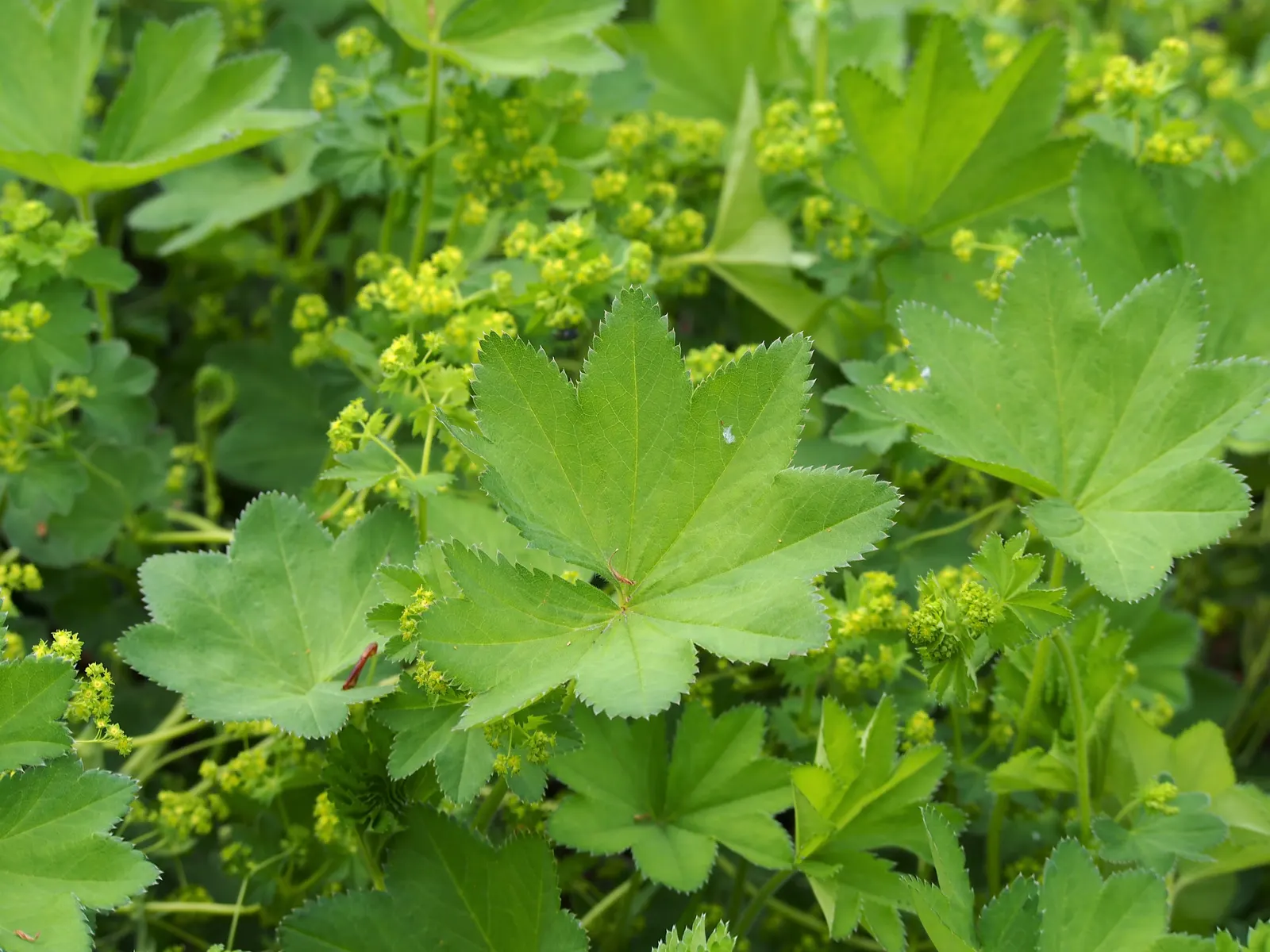 Lady'S-Mantle (Alchemilla Mollis) — yellow flowers in the garden; its mounding habit makes it a versatile ground cover