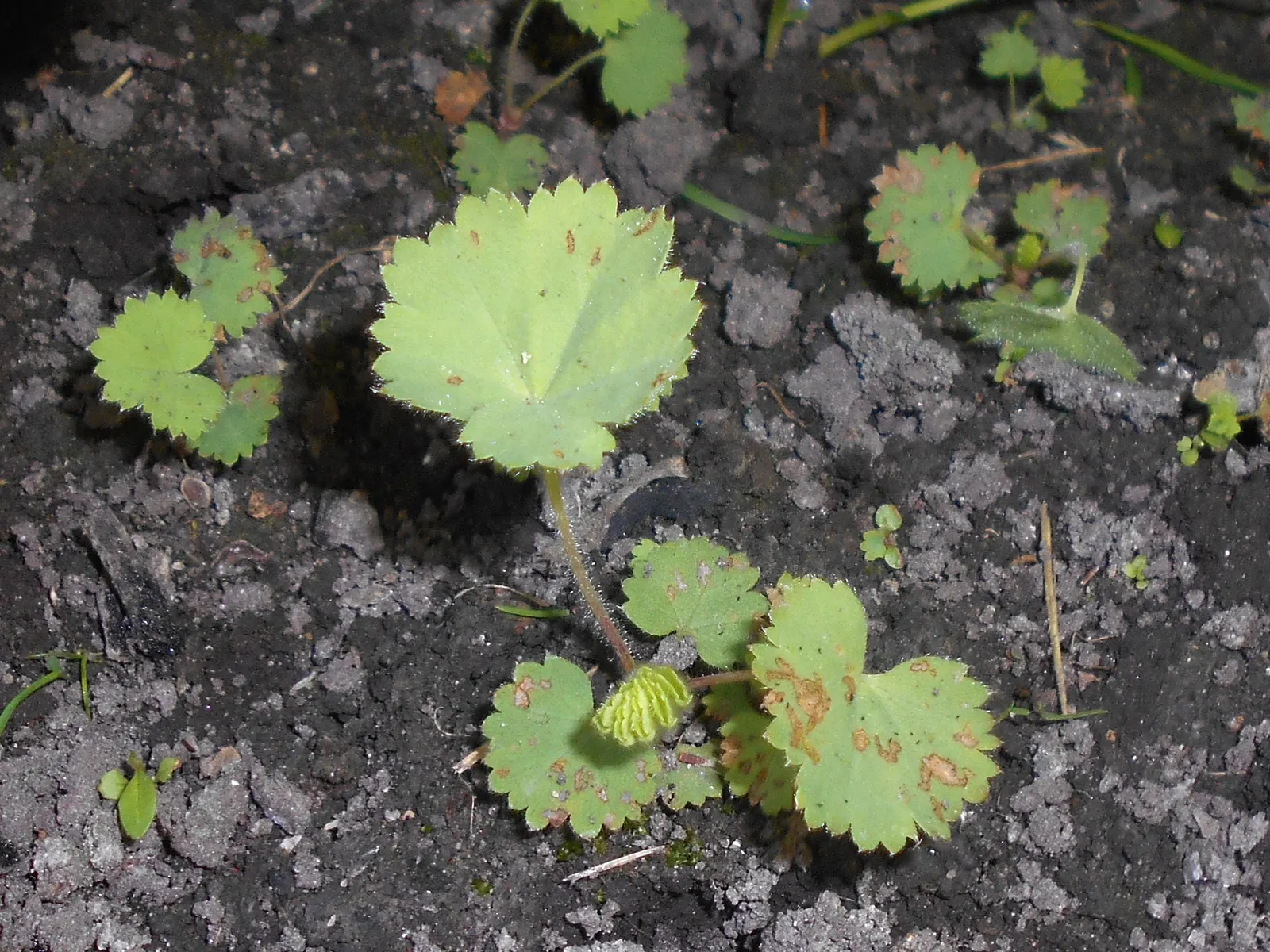 Lady'S-Mantle (Alchemilla Mollis) — is a perennial plant cherished for lush foliage and unobtrusive yet delightful yellow-green flowers; as filler, image 85