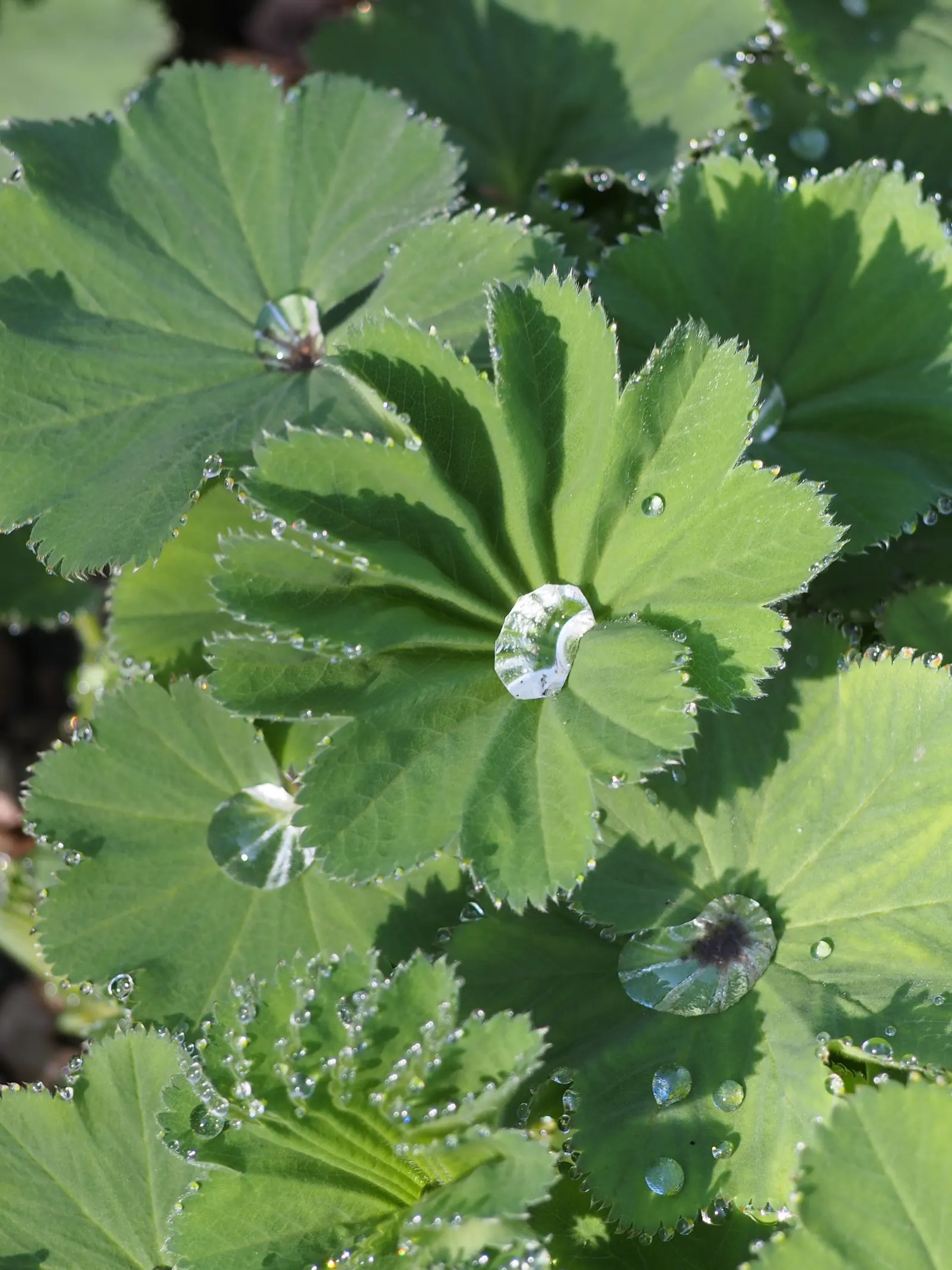 Lady'S-Mantle (Alchemilla Mollis) — is a perennial plant cherished for lush foliage and unobtrusive yet delightful yellow-green flowers