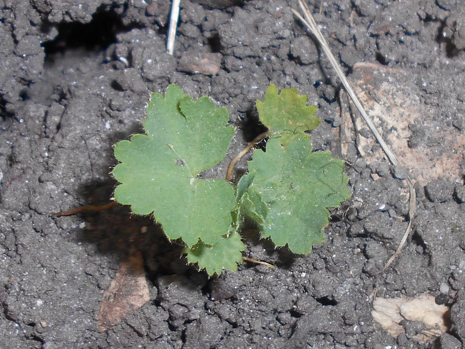 Lady'S-Mantle (Alchemilla Mollis) — lending an almost magical appearance to the landscape; soft green leaves spanning up to 6 inches across, image 116