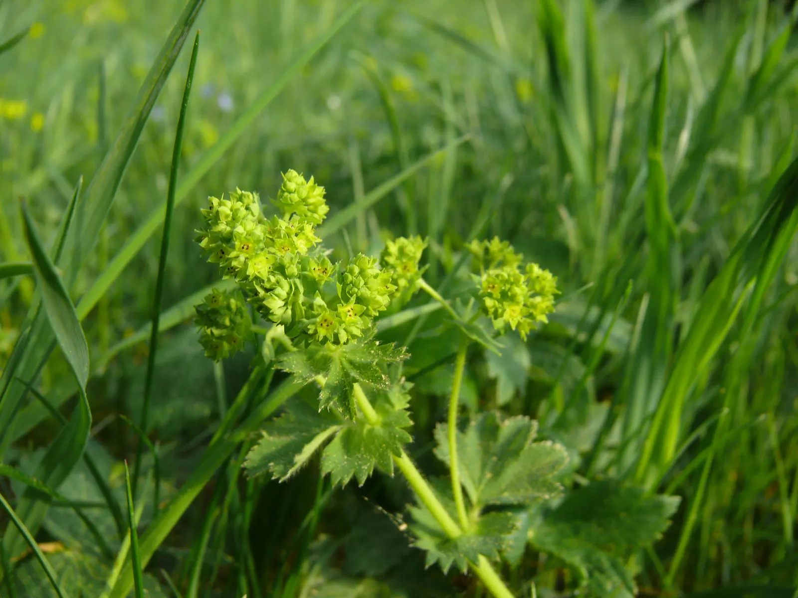 Lady'S-Mantle (Alchemilla Mollis) — as its textured foliage complements a wide range of flowers and shrubs; or to knit together more substantial plantings