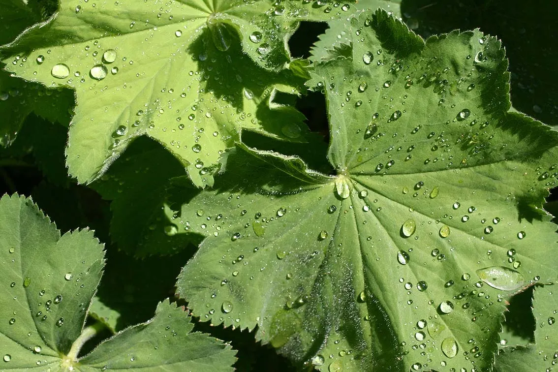 Lady'S-Mantle (Alchemilla Mollis) — In summer, it boasts loose clusters of tiny, star-shaped, yellow-green flowers reaching about 18 inches tall, image 56