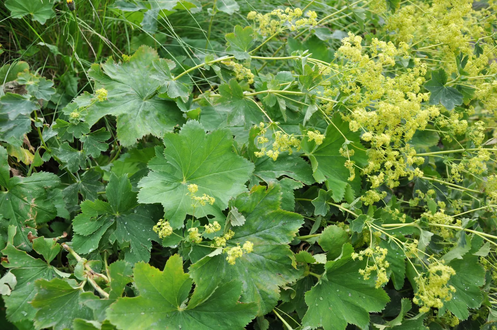 Lady'S-Mantle (Alchemilla Mollis) — though it's quite adaptable to different soil types