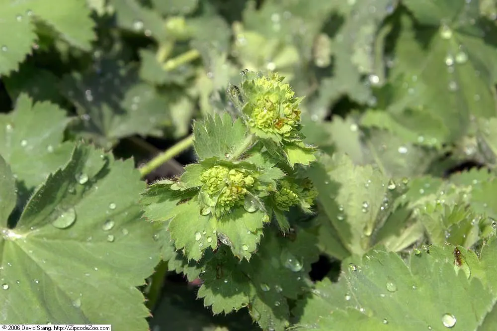Lady'S-Mantle (Alchemilla Mollis) — lending an almost magical appearance to the landscape; soft green leaves spanning up to 6 inches across, image 64