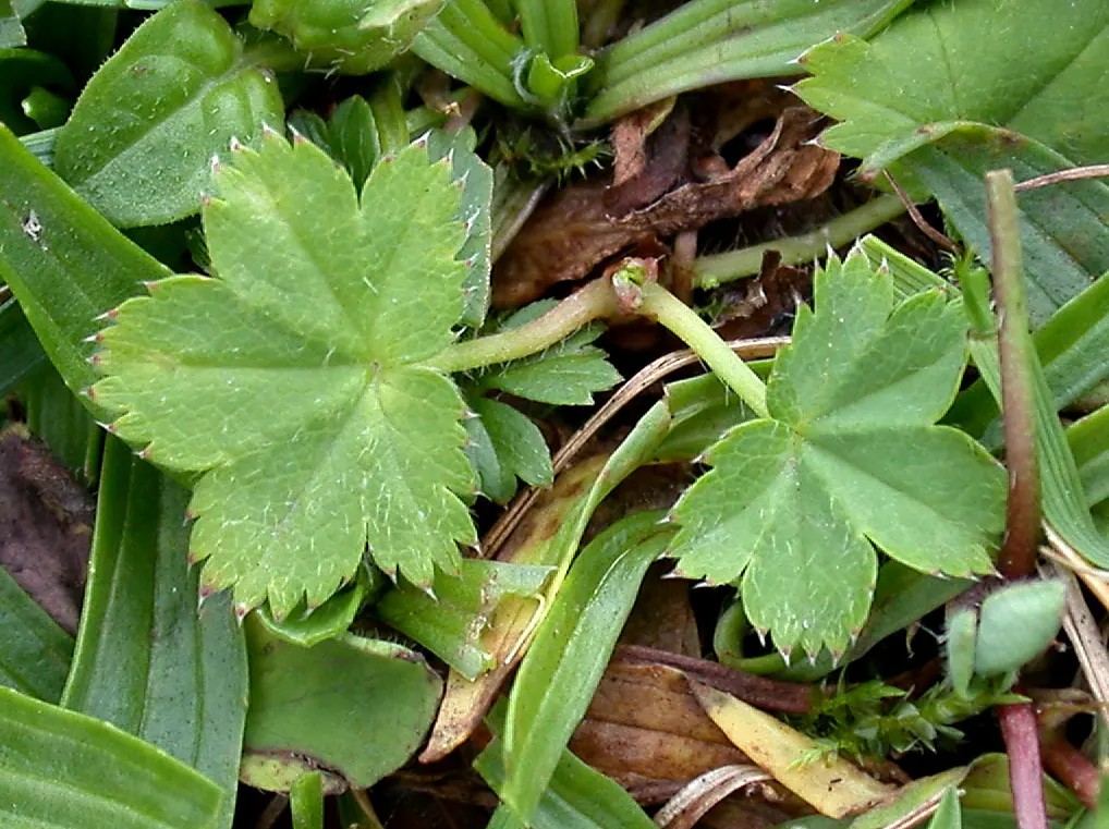 Lady'S-Mantle (Alchemilla Mollis) — ground cover / perennial with yellow blooms