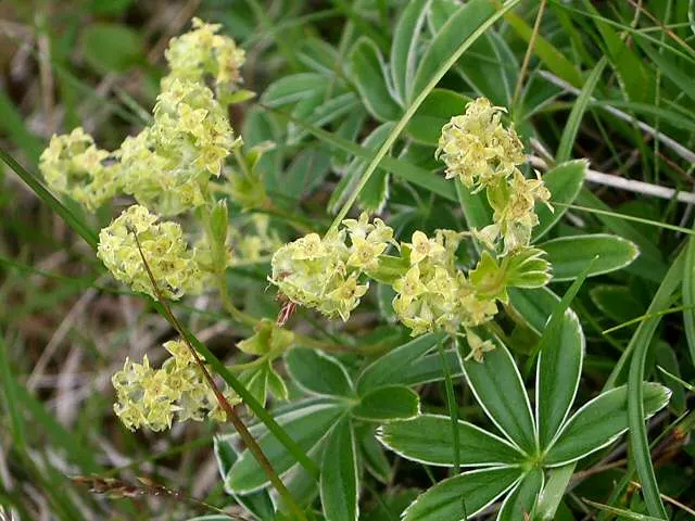Lady'S-Mantle (Alchemilla Mollis) — lobed leaves are its standout feature; offering a long season of interest with sprays of tiny, image 114