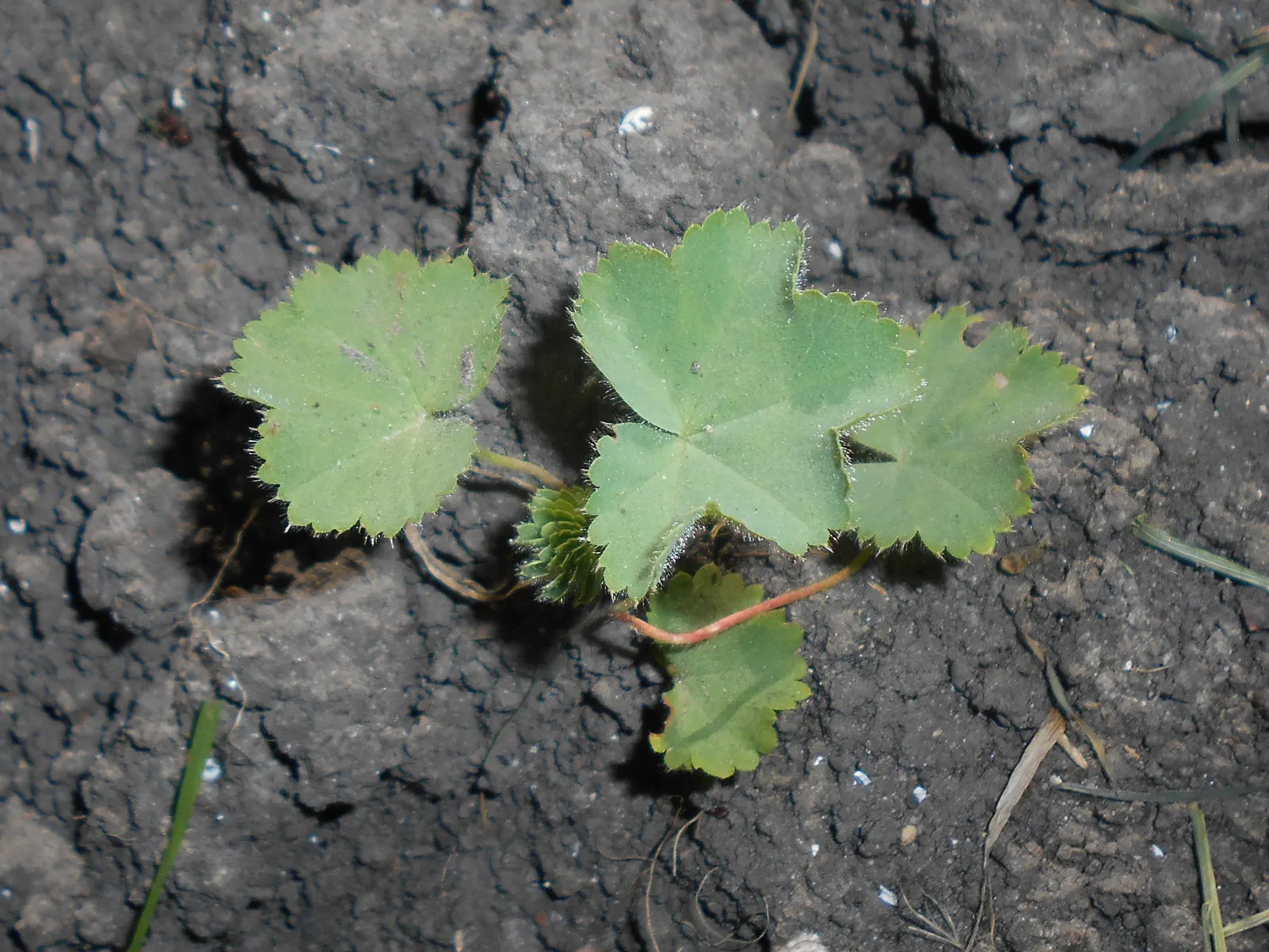 Lady'S-Mantle (Alchemilla Mollis) — though it's quite adaptable to different soil types; it thrives in USDA zones 3-8, preferring part shade and, image 68
