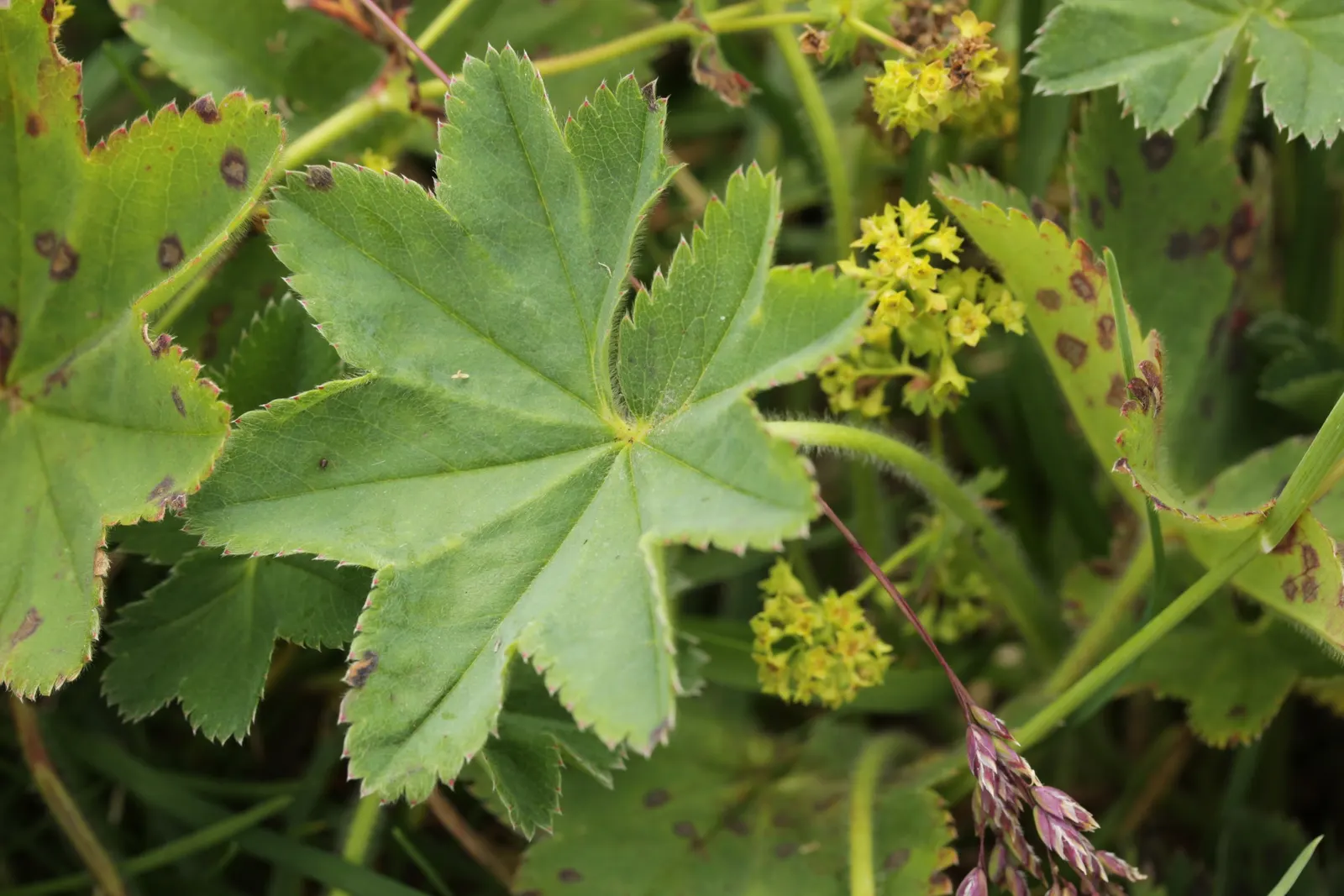 Lady'S-Mantle (Alchemilla Mollis) — offering a long season of interest with sprays of tiny; yellow flowers in the garden, image 93