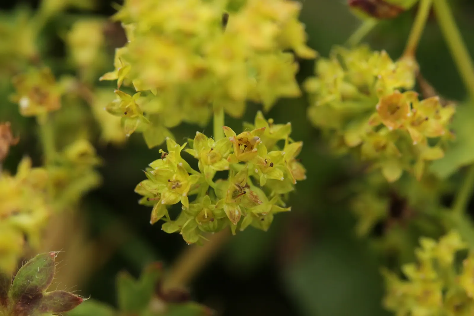 Lady'S-Mantle (Alchemilla Mollis) — as filler in cottage gardens; is a perennial plant cherished for lush foliage and unobtrusive yet delightful, image 98