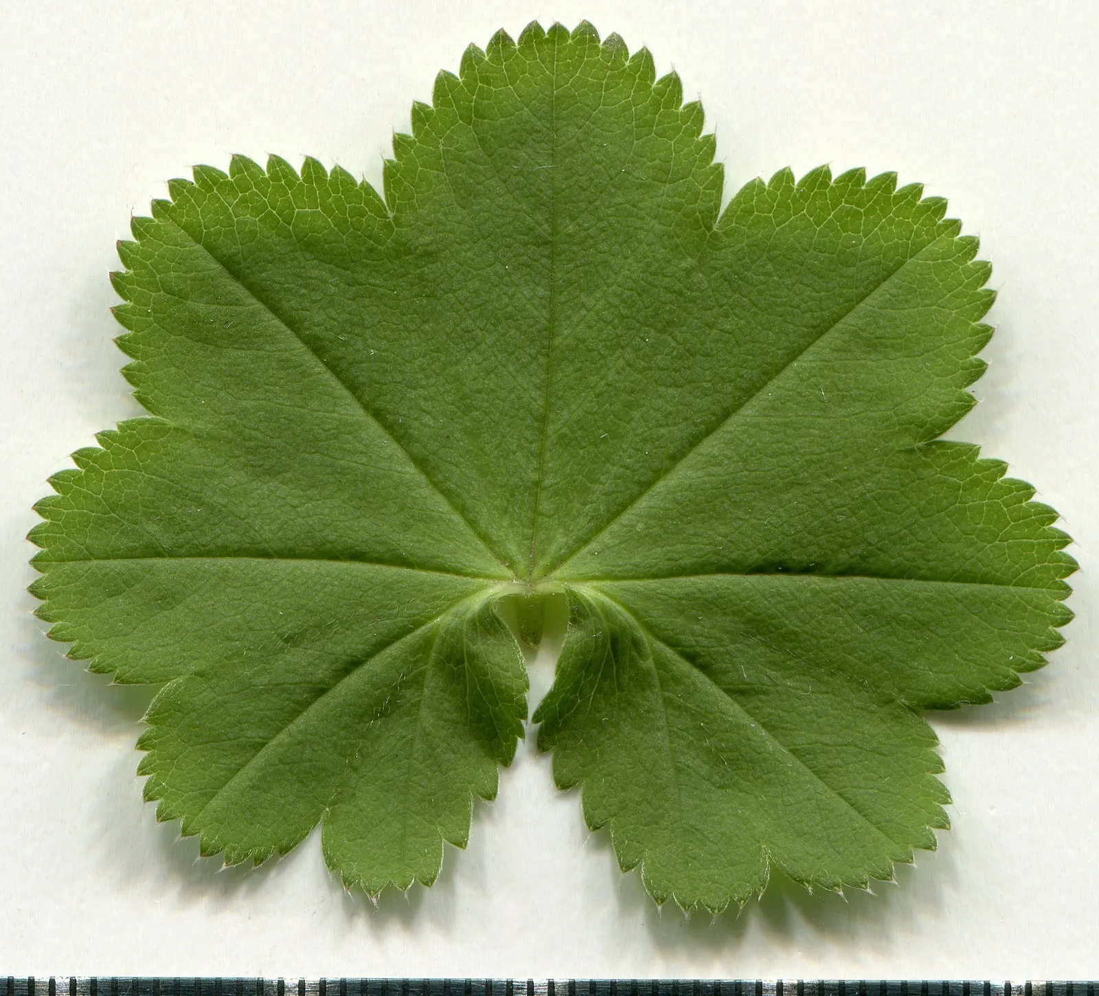 Lady'S-Mantle (Alchemilla Mollis) — which makes it an excellent choice for worry-free gardens