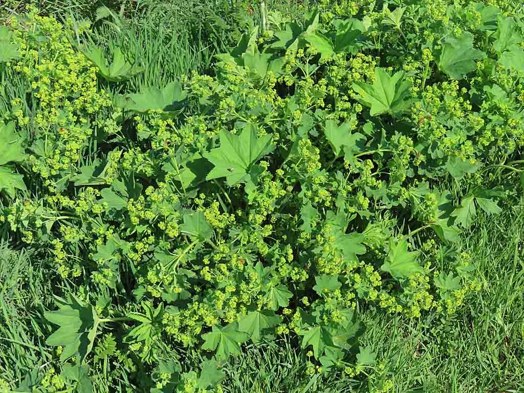 Lady'S-Mantle (Alchemilla Mollis) — This low-maintenance gem is hardy in USDA zones 3 to 8