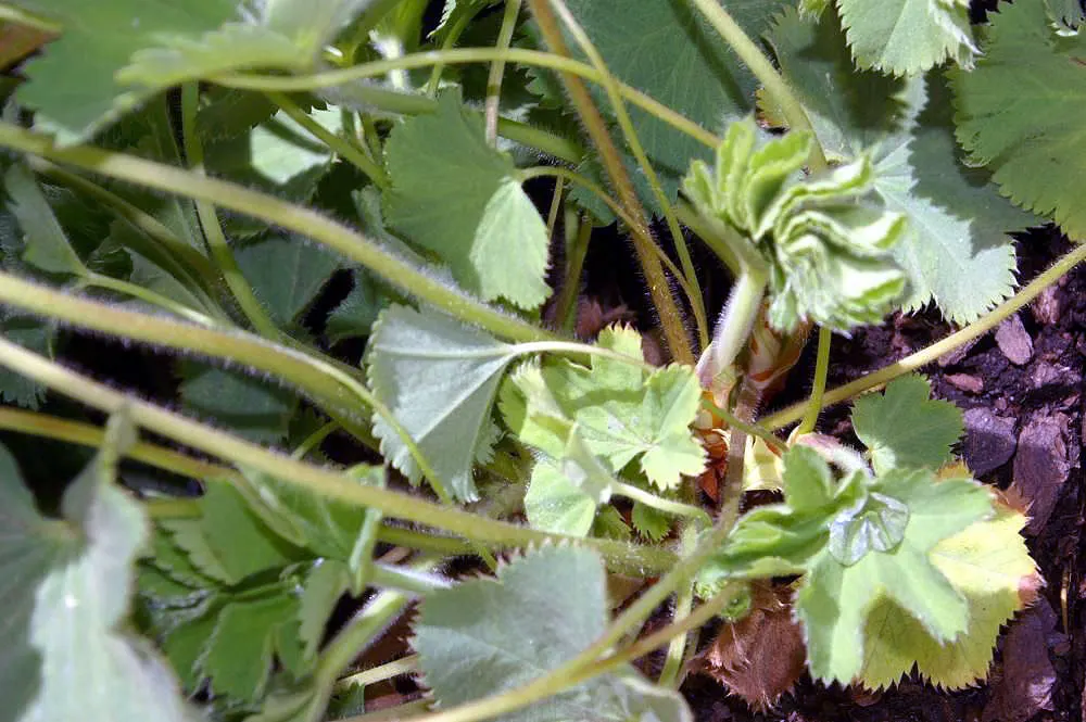 Lady'S-Mantle (Alchemilla Mollis) — In summer, it boasts loose clusters of tiny, star-shaped, yellow-green flowers reaching about 18 inches tall, image 82