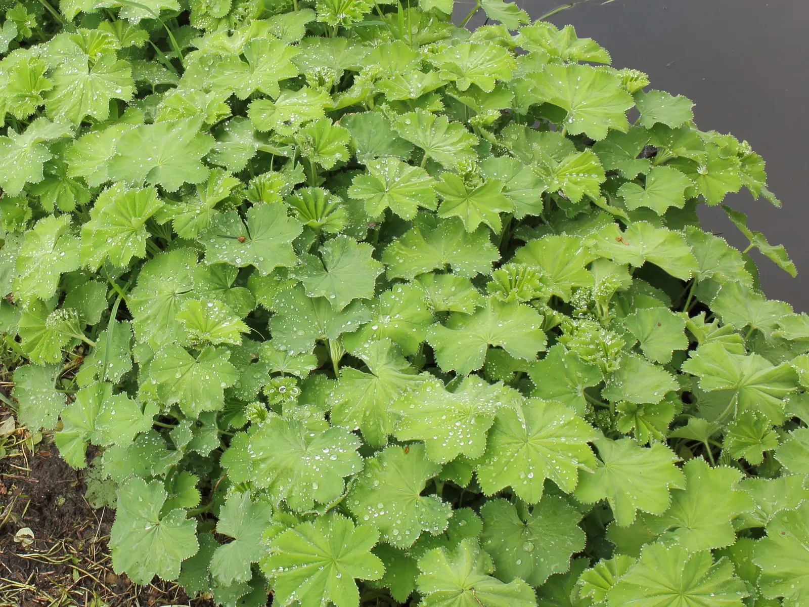 Lady'S-Mantle (Alchemilla Mollis) — ground cover / perennial for half or shade; enhancing overall garden contrast and harmony, image 130