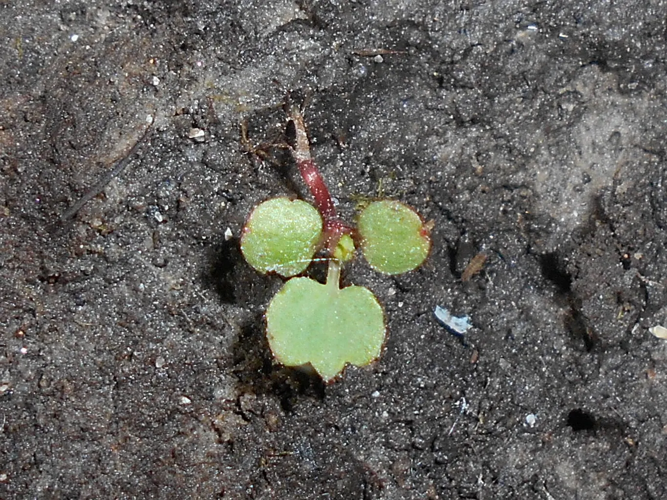 Lady'S-Mantle (Alchemilla Mollis) — It thrives in USDA zones 3-8, preferring part shade and moist, well-drained soil