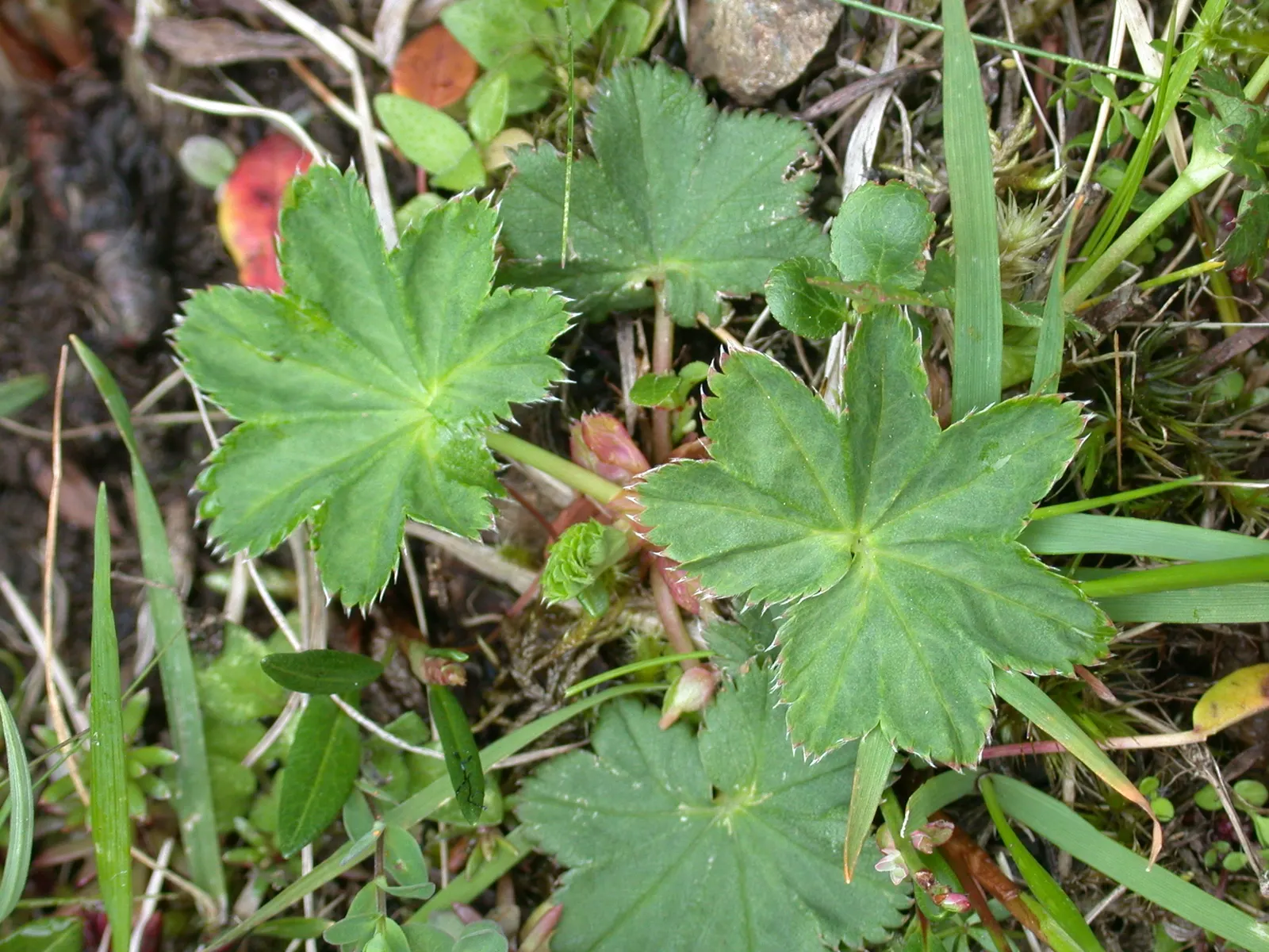 Lady'S-Mantle (Alchemilla Mollis) — ground cover / perennial for half or shade; enhancing overall garden contrast and harmony