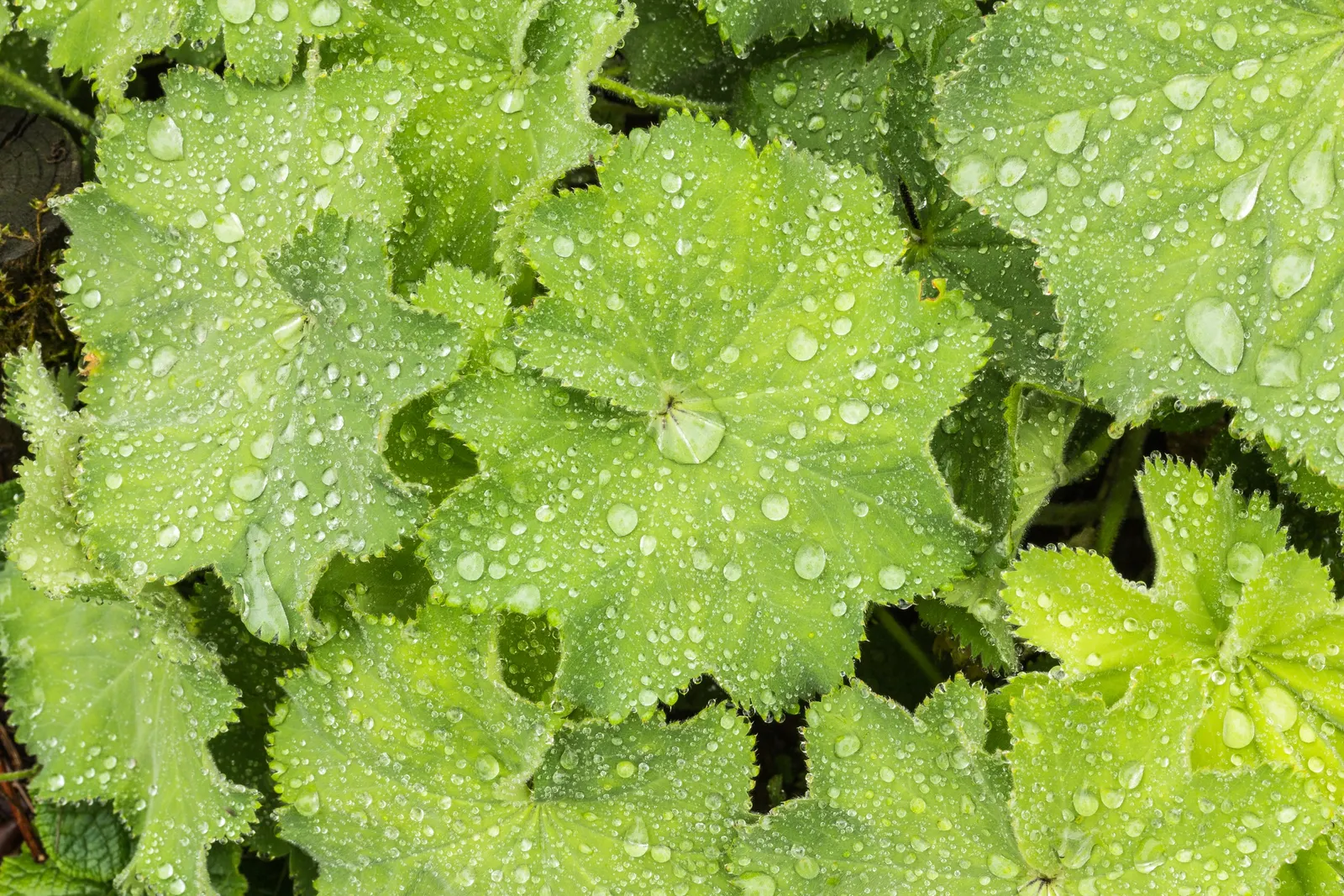 Lady'S-Mantle (Alchemilla Mollis) — yellow flowers in the garden; its mounding habit makes it a versatile ground cover, image 102