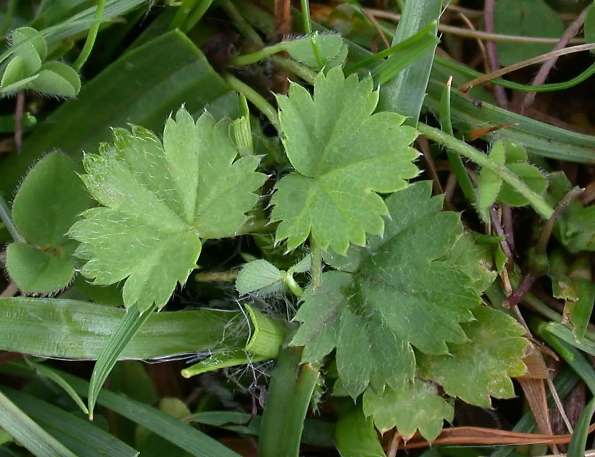 Lady'S-Mantle (Alchemilla Mollis) — enhancing overall garden contrast and harmony; is a charming perennial featuring scalloped, image 127