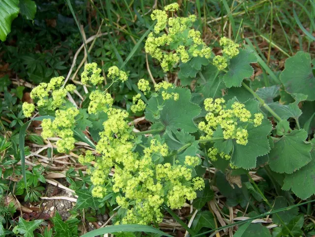 Lady'S-Mantle (Alchemilla Mollis) — ground cover / perennial with yellow blooms; though it's quite adaptable to different soil types, image 103