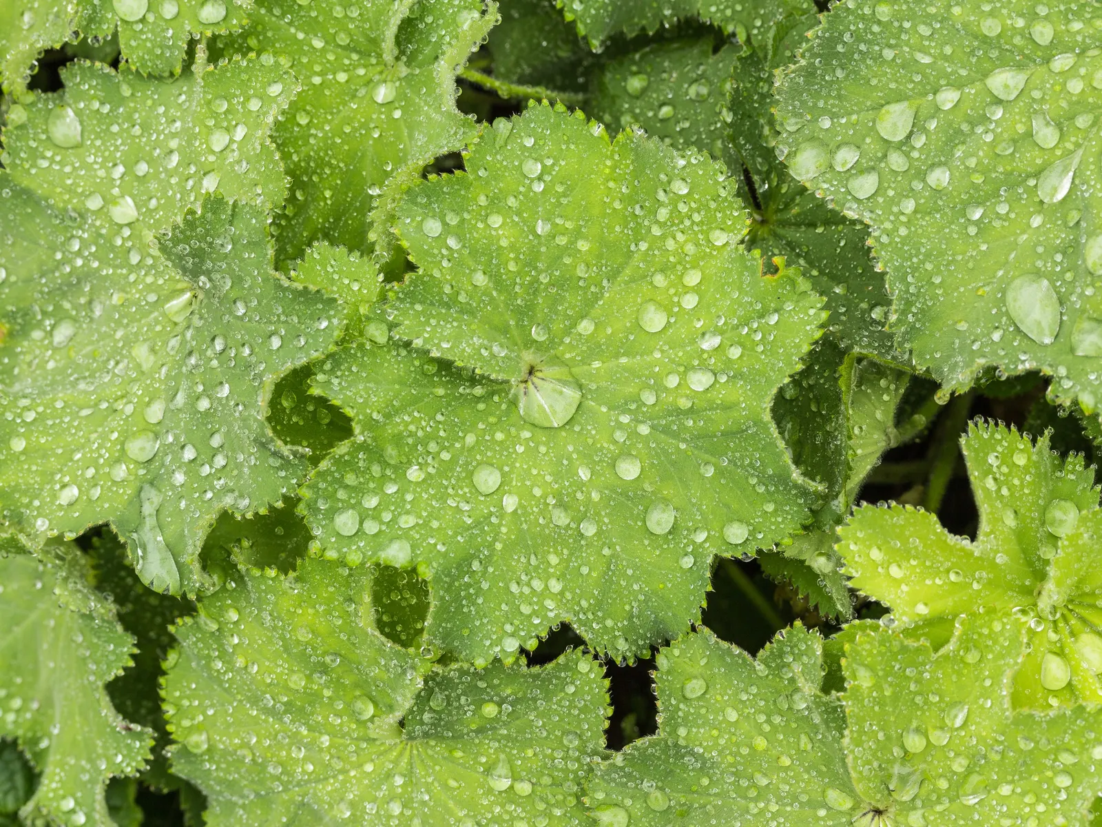Lady'S-Mantle (Alchemilla Mollis) — textured carpet of green.<br><br>The scalloped leaves possess a unique trait - they capture dew and raindrops, image 115