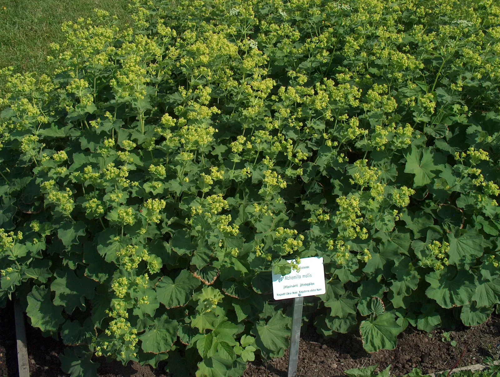 Lady'S-Mantle (Alchemilla Mollis) — ground cover / perennial with yellow blooms; though it's quite adaptable to different soil types, image 129
