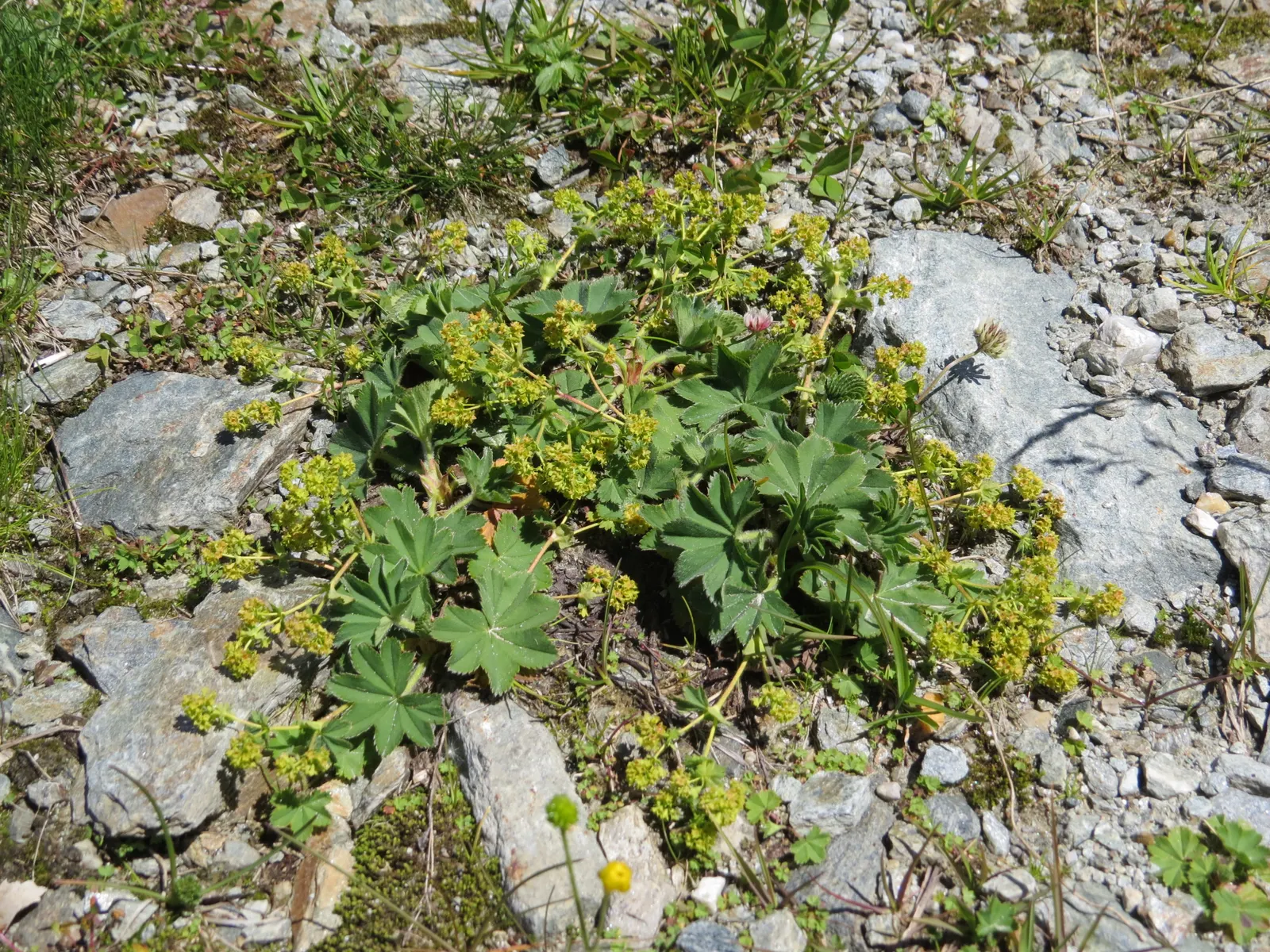 Lady'S-Mantle (Alchemilla Mollis) — its mounding habit makes it a versatile ground cover; growing to a height of typically 12 to 18 inches, image 113