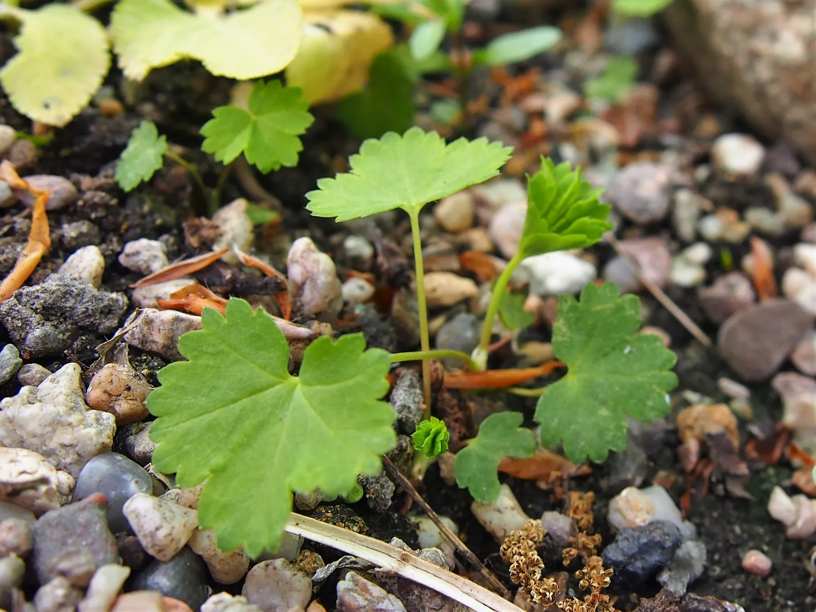 Lady'S-Mantle (Alchemilla Mollis) — offering a long season of interest with sprays of tiny