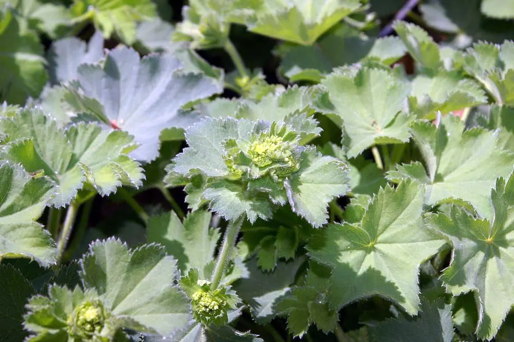 Lady'S-Mantle (Alchemilla Mollis) — Its bloom time extends from late spring to early fall; this low-maintenance gem is hardy in USDA zones 3 to 8
