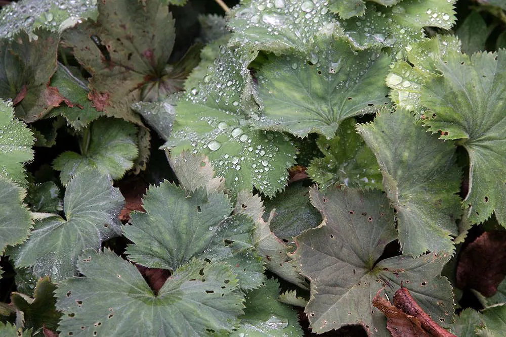Lady'S-Mantle (Alchemilla Mollis) — soft green leaves spanning up to 6 inches across; it is largely pest-free and resistant to deer and rabbits, image 55