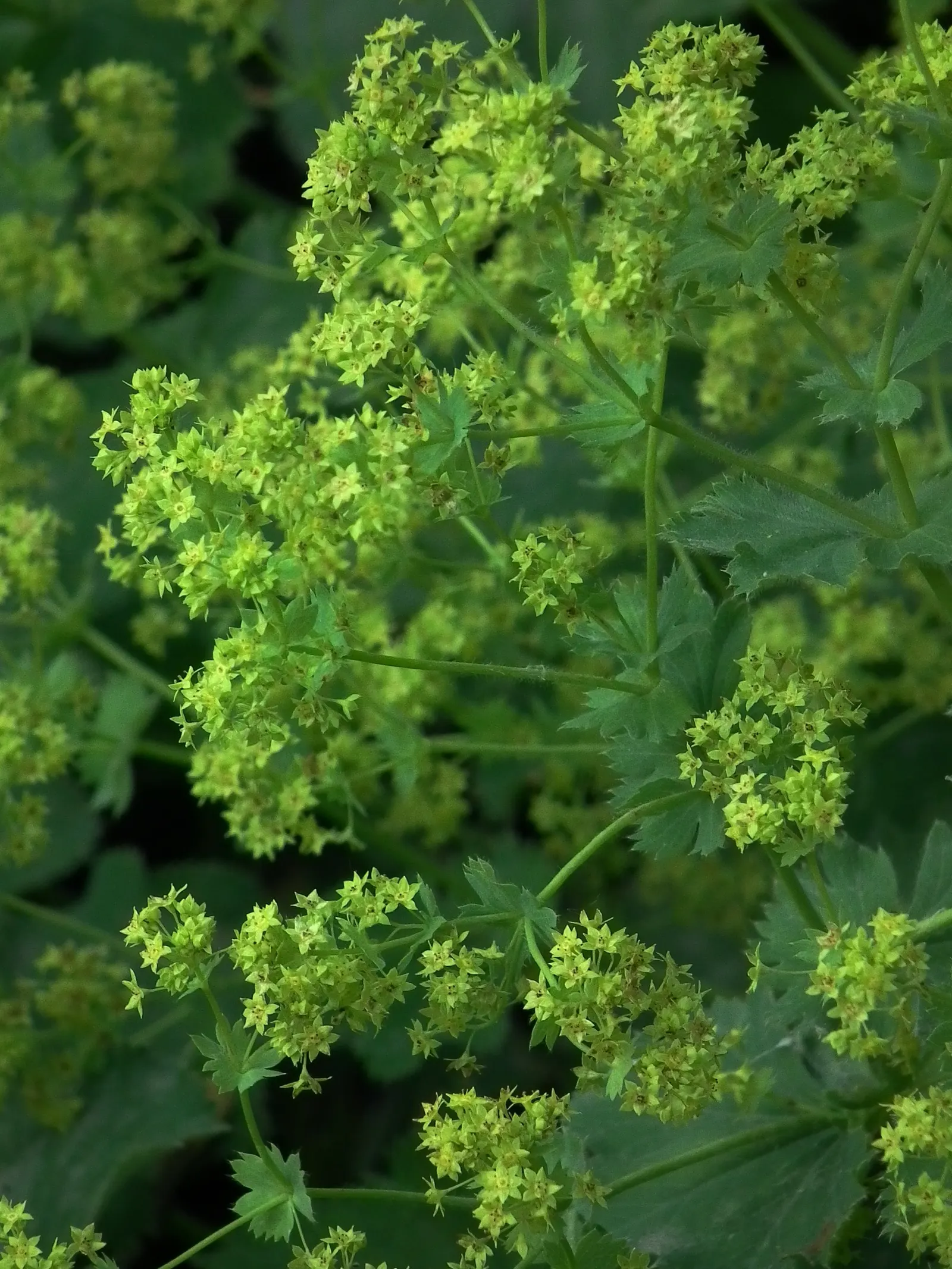 Lady'S-Mantle (Alchemilla Mollis) — Its bloom time extends from late spring to early fall; this low-maintenance gem is hardy in USDA zones 3 to 8, image 66