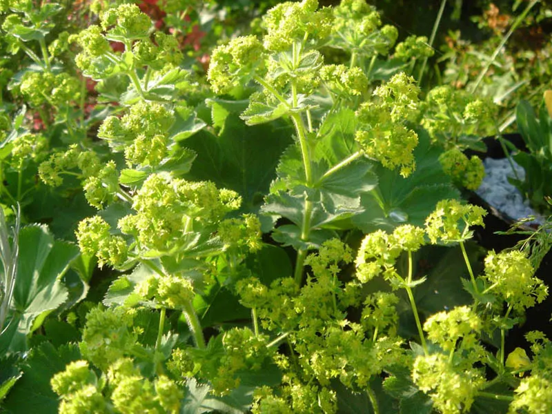 Lady'S-Mantle (Alchemilla Mollis) — Growing to a height of typically 12 to 18 inches; commonly known as Lady's-Mantle, image 112
