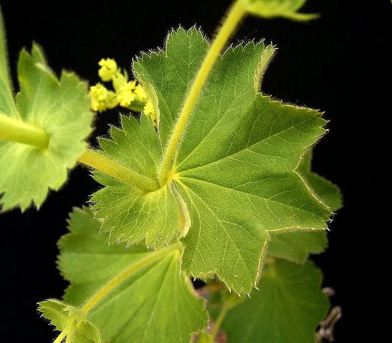 Lady'S-Mantle (Alchemilla Mollis) — Ideal for borders or groundcover, it offers excellent foliage texture and is known for its ease of care; this water-holding