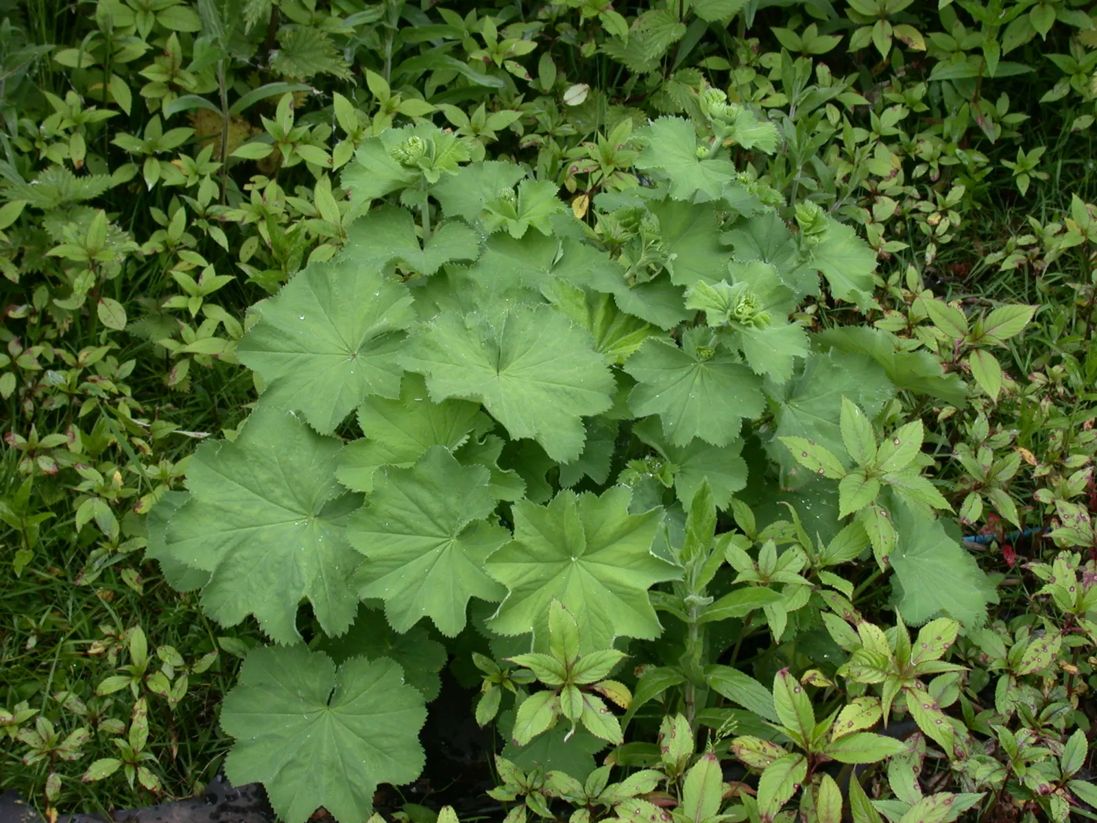 Lady'S-Mantle (Alchemilla Mollis) — or to knit together more substantial plantings; its bloom time extends from late spring to early fall, image 99