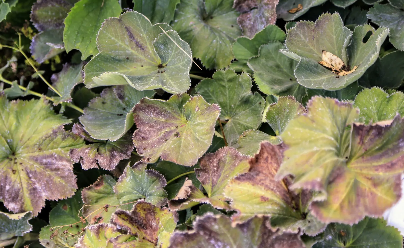 Lady'S-Mantle (Alchemilla Mollis) — is a charming perennial featuring scalloped; textured carpet of green.<br><br>The scalloped leaves possess a unique trait