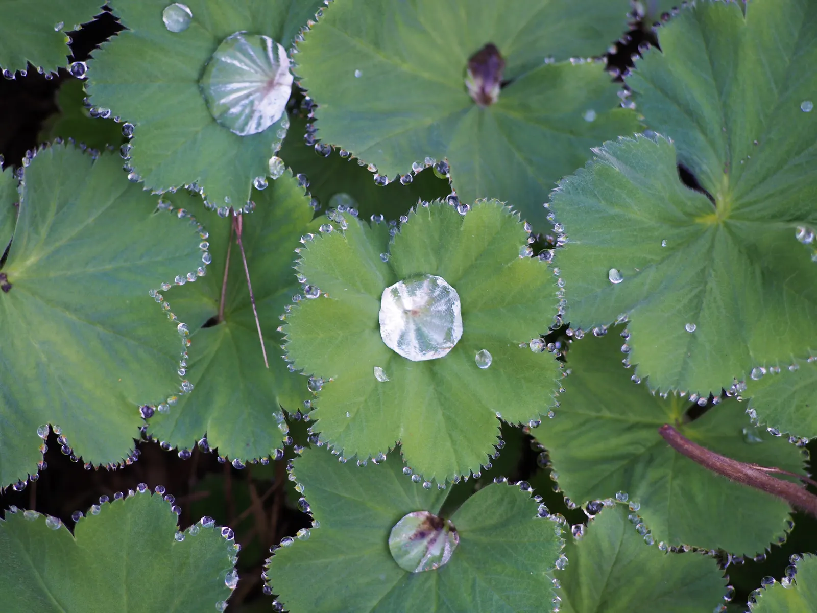 Lady'S-Mantle (Alchemilla Mollis) — This low-maintenance gem is hardy in USDA zones 3 to 8; lending an almost magical appearance to the landscape