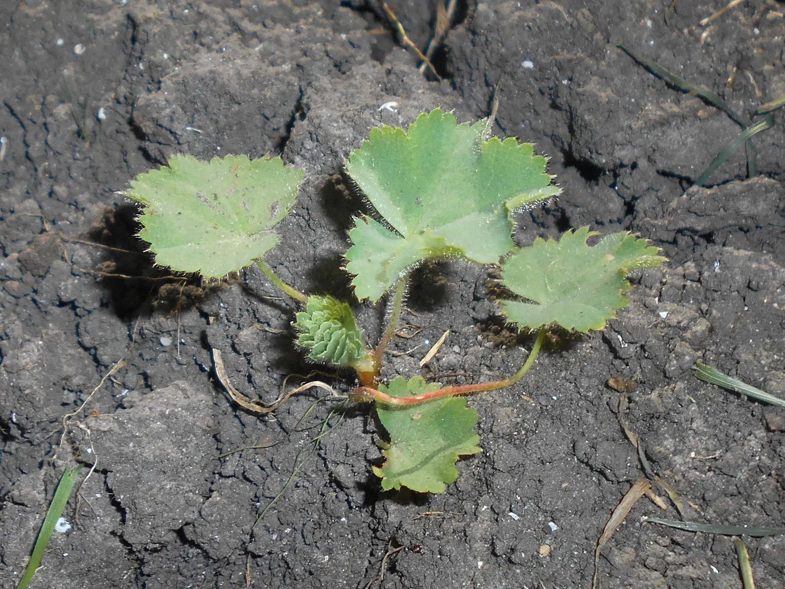Lady'S-Mantle (Alchemilla Mollis) — commonly known as Lady's-Mantle; in summer, it boasts loose clusters of tiny, star-shaped, yellow-green flowers, image 53