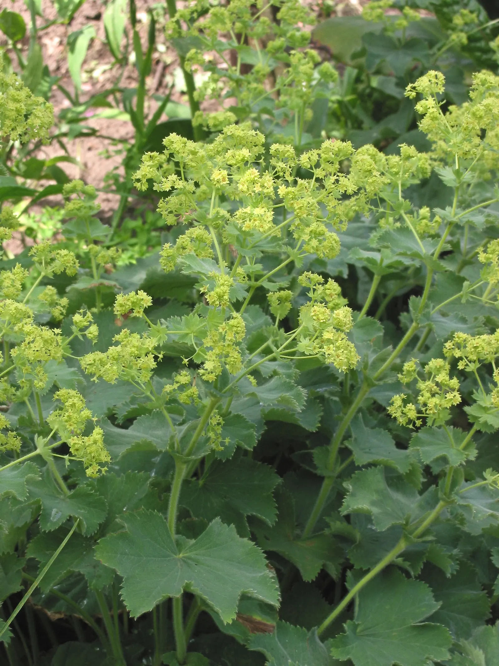 Lady'S-Mantle (Alchemilla Mollis) — which makes it an excellent choice for worry-free gardens; ground cover / perennial for half or shade, image 123