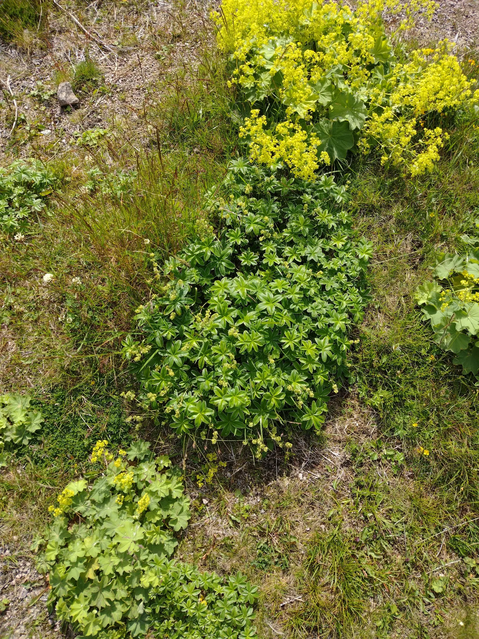 Lady'S-Mantle (Alchemilla Mollis) — This low-maintenance gem is hardy in USDA zones 3 to 8; lending an almost magical appearance to the landscape, image 121