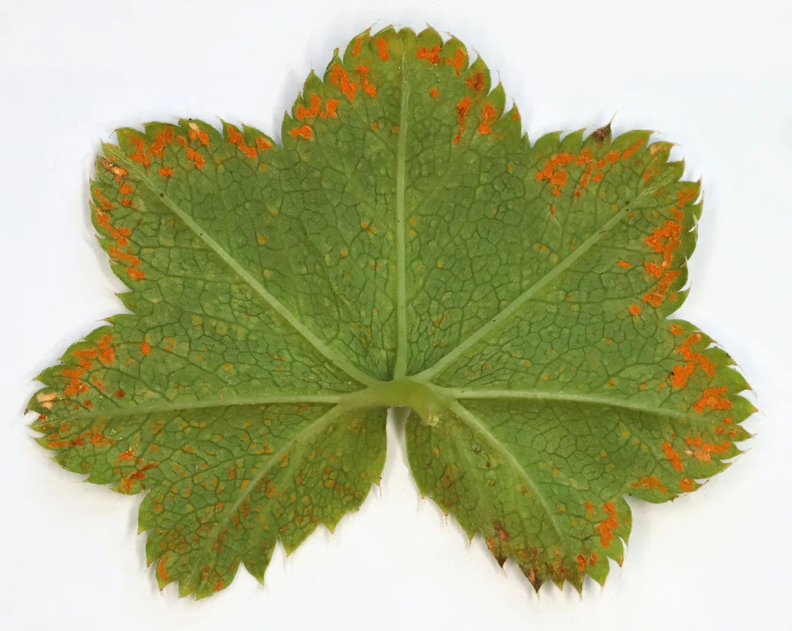 Lady'S-Mantle (Alchemilla Mollis) — Ideal for borders or groundcover, it offers excellent foliage texture and is known for its ease of care; this, image 58
