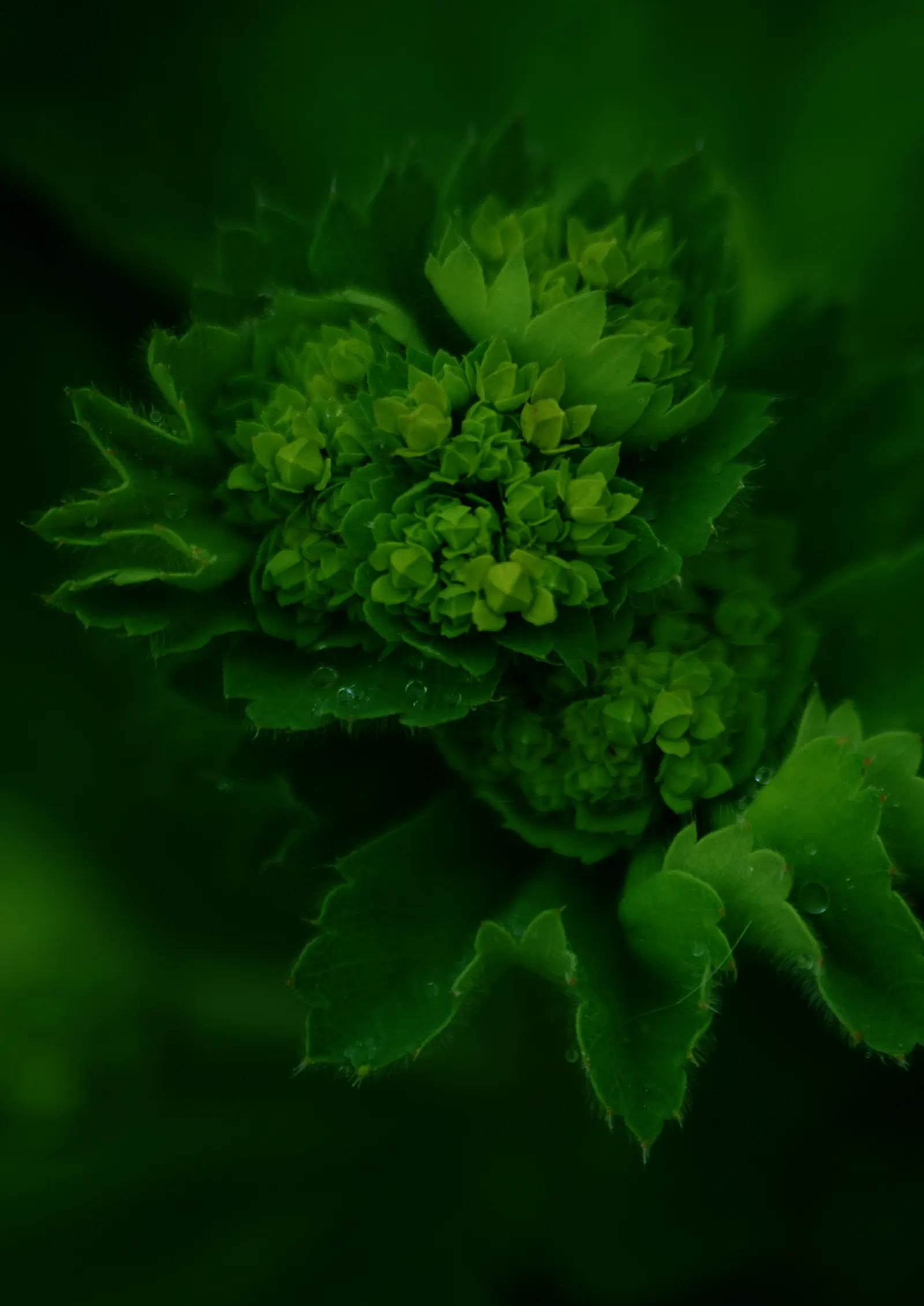Lady'S-Mantle (Alchemilla Mollis) — as filler in cottage gardens