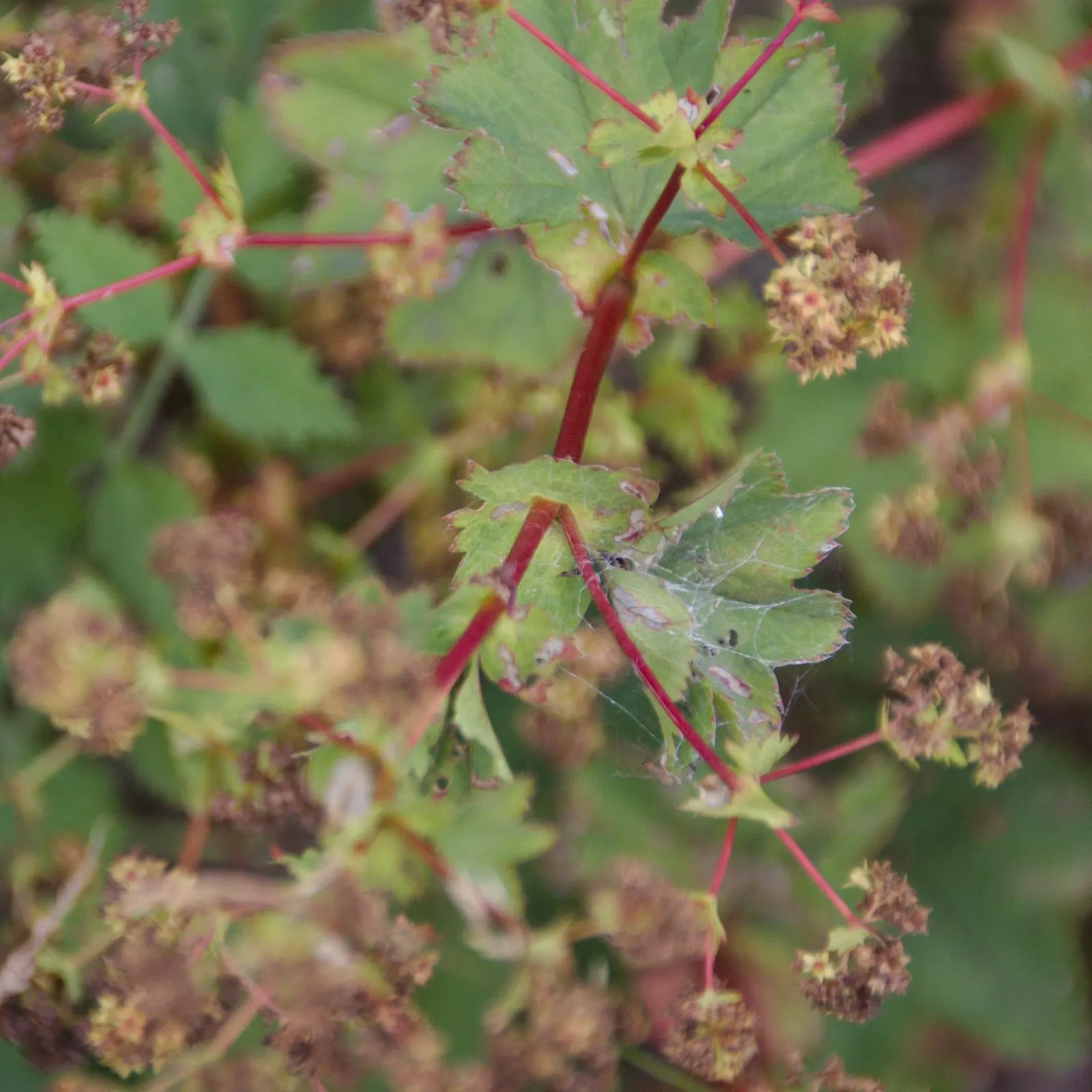 Lady'S-Mantle (Alchemilla Mollis) — ground cover / perennial with yellow blooms; though it's quite adaptable to different soil types