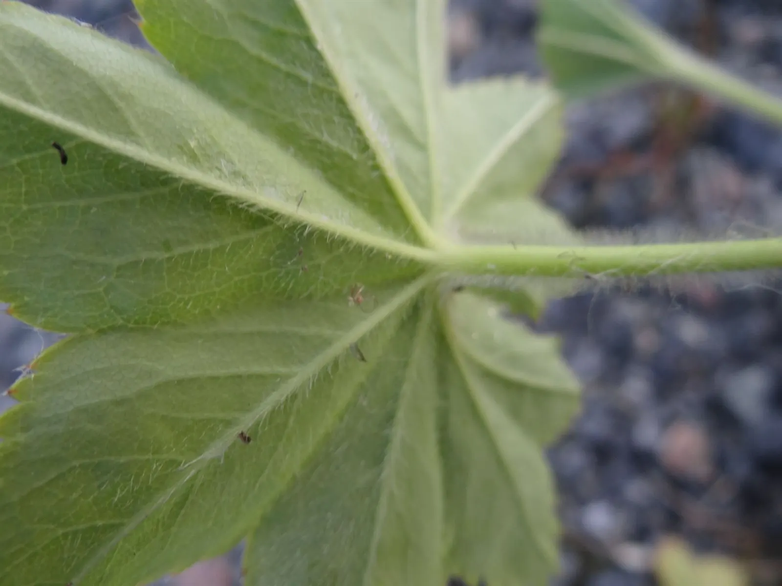 Lady'S-Mantle (Alchemilla Mollis) — as its textured foliage complements a wide range of flowers and shrubs; or to knit together more substantial, image 126