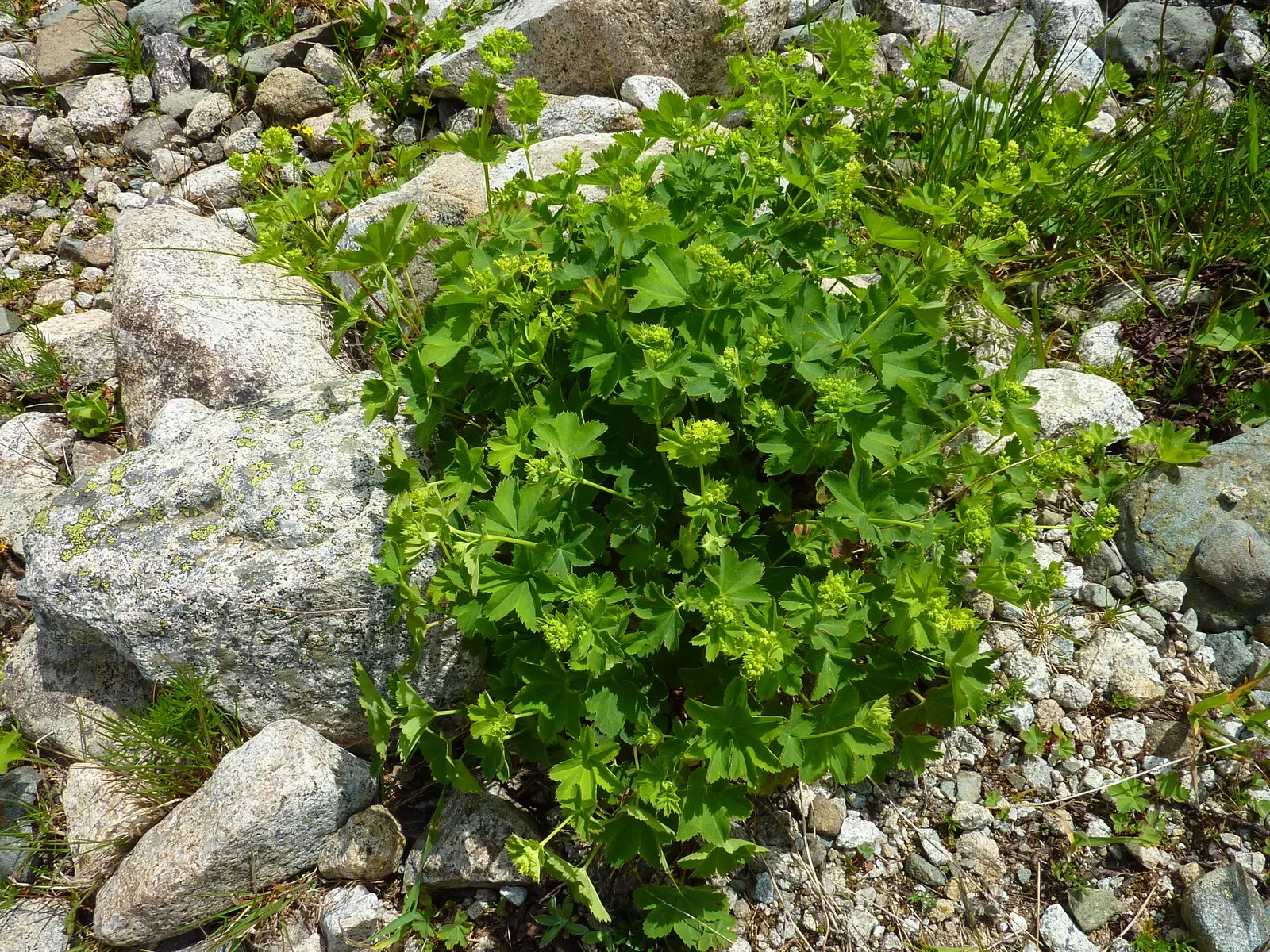 Lady'S-Mantle (Alchemilla Mollis) — as its textured foliage complements a wide range of flowers and shrubs; or to knit together more substantial, image 100