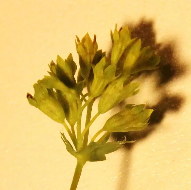 Lady'S-Mantle (Alchemilla Mollis) — Its bloom time extends from late spring to early fall; this low-maintenance gem is hardy in USDA zones 3 to 8, image 92