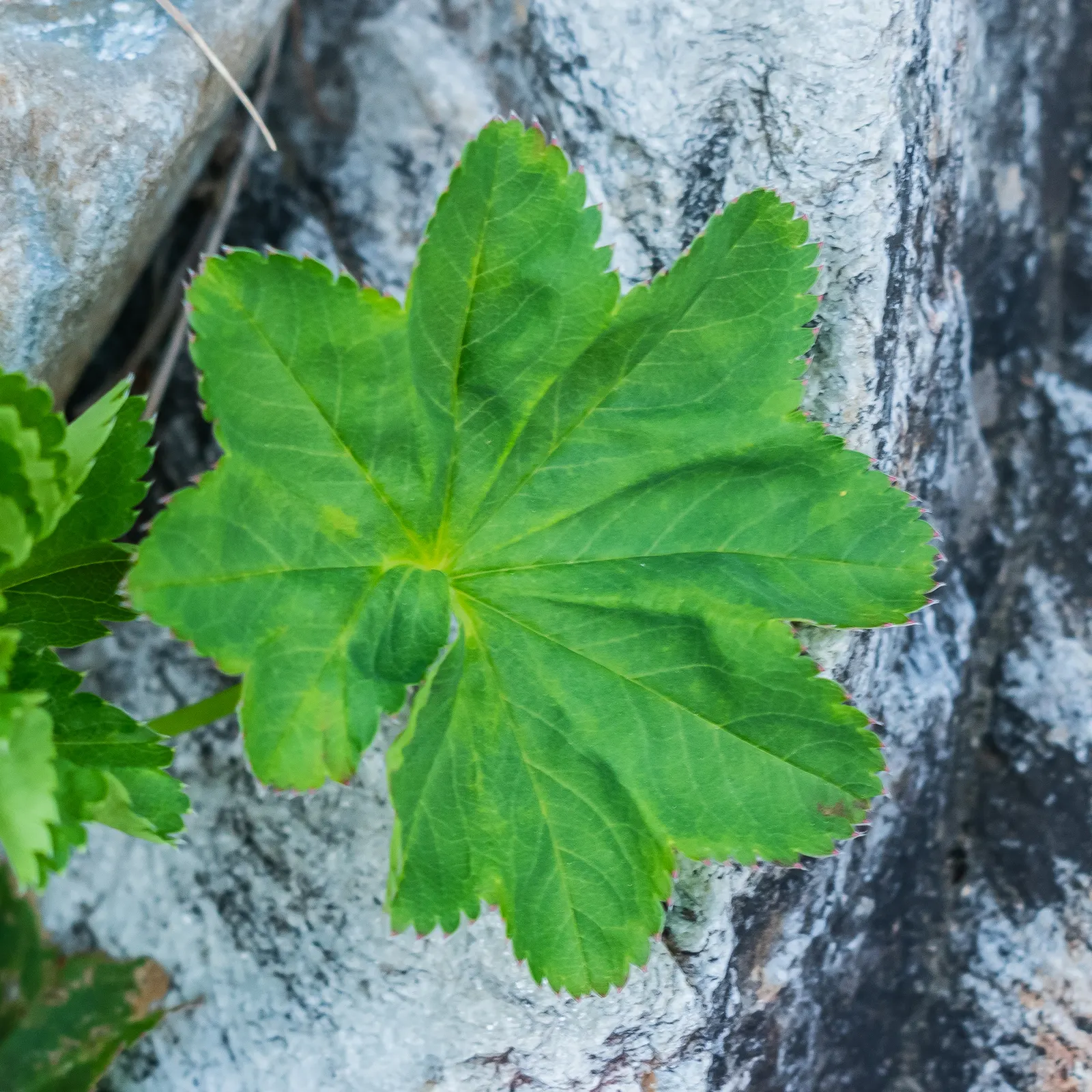 Lady'S-Mantle (Alchemilla Mollis) — lobed leaves are its standout feature; offering a long season of interest with sprays of tiny, image 62