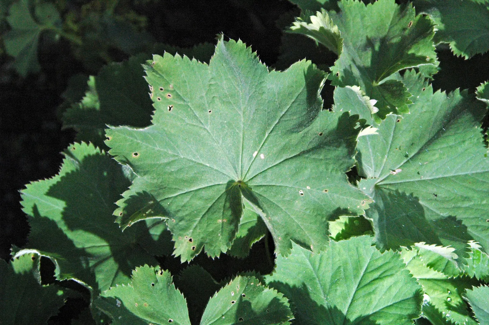 Lady'S-Mantle (Alchemilla Mollis) — It thrives in USDA zones 3-8, preferring part shade and moist, well-drained soil; ideal for borders or, image 57