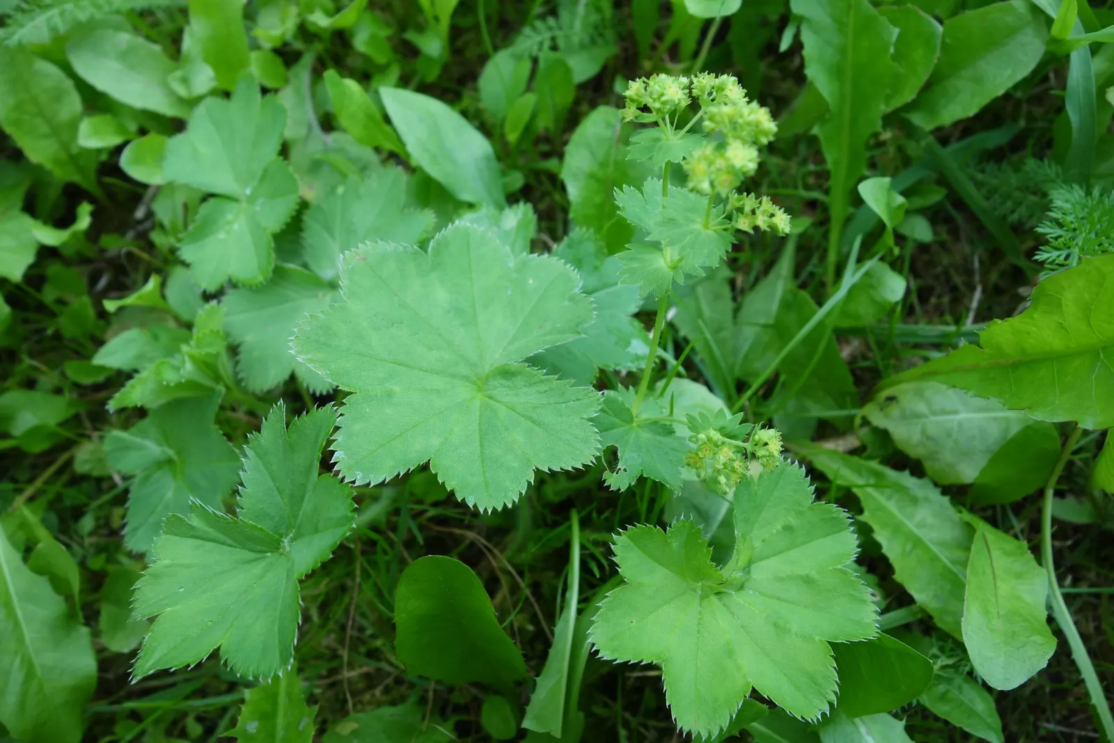 Lady'S-Mantle (Alchemilla Mollis) — In summer, it boasts loose clusters of tiny, star-shaped, yellow-green flowers reaching about 18 inches tall, image 108