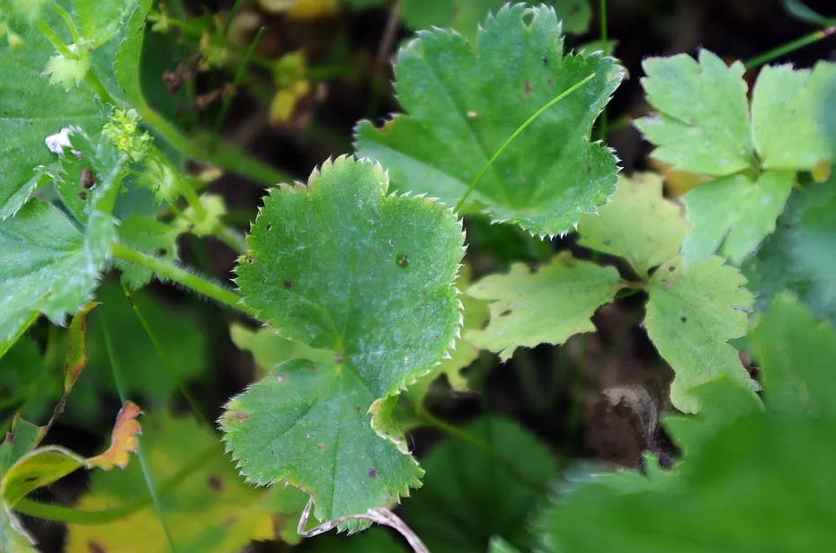Lady'S-Mantle (Alchemilla Mollis) — enhancing overall garden contrast and harmony; is a charming perennial featuring scalloped