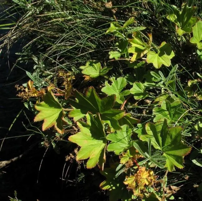 Lady'S-Mantle (Alchemilla Mollis) — commonly known as Lady's-Mantle