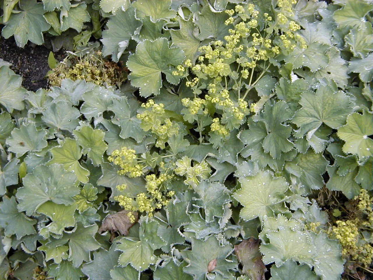 Lady'S-Mantle (Alchemilla Mollis) — though it's quite adaptable to different soil types; it thrives in USDA zones 3-8, preferring part shade and, image 94