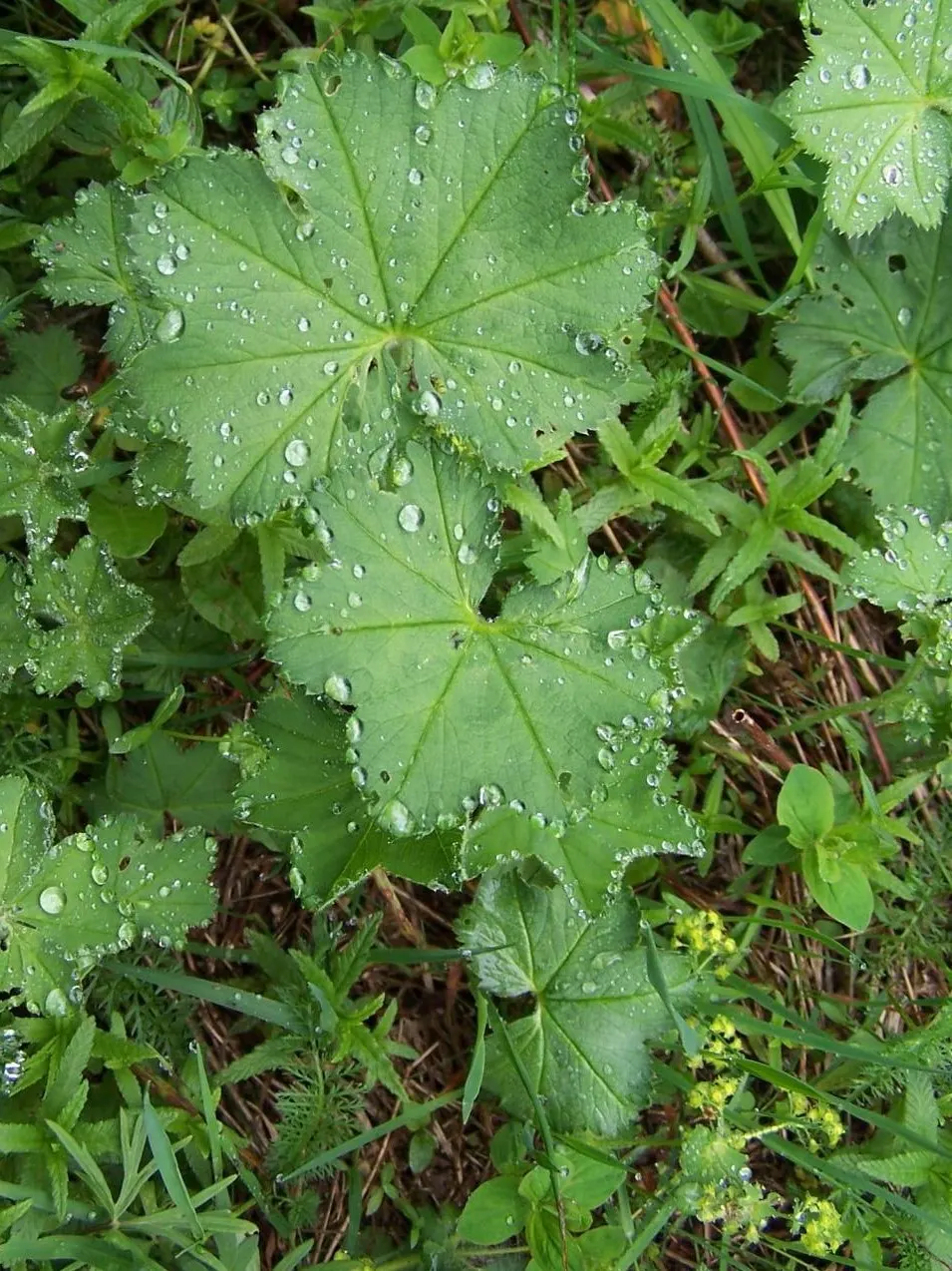 Lady'S-Mantle (Alchemilla Mollis) — is a perennial plant cherished for lush foliage and unobtrusive yet delightful yellow-green flowers; as filler, image 59